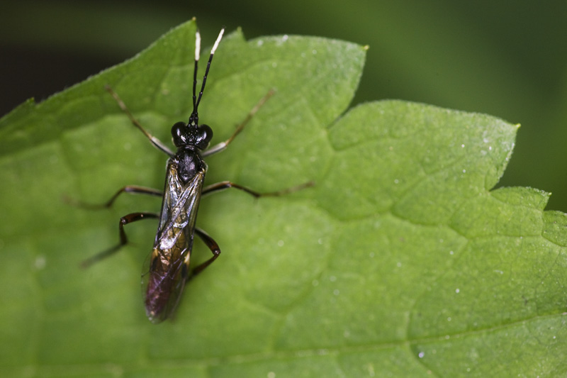 Tenthrenidae: possibile Tenthredo sp.